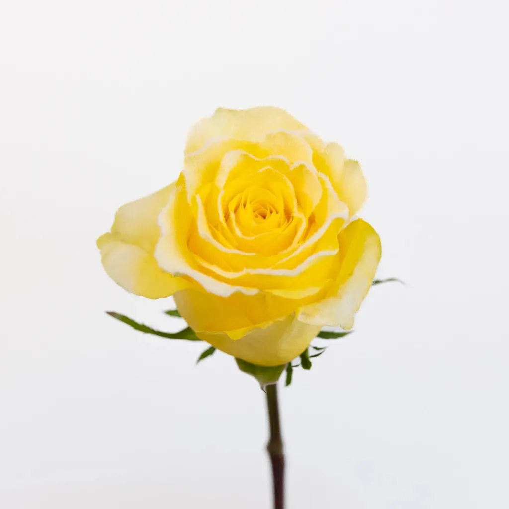 Rise and Shine Yellow Fuzzy Roses