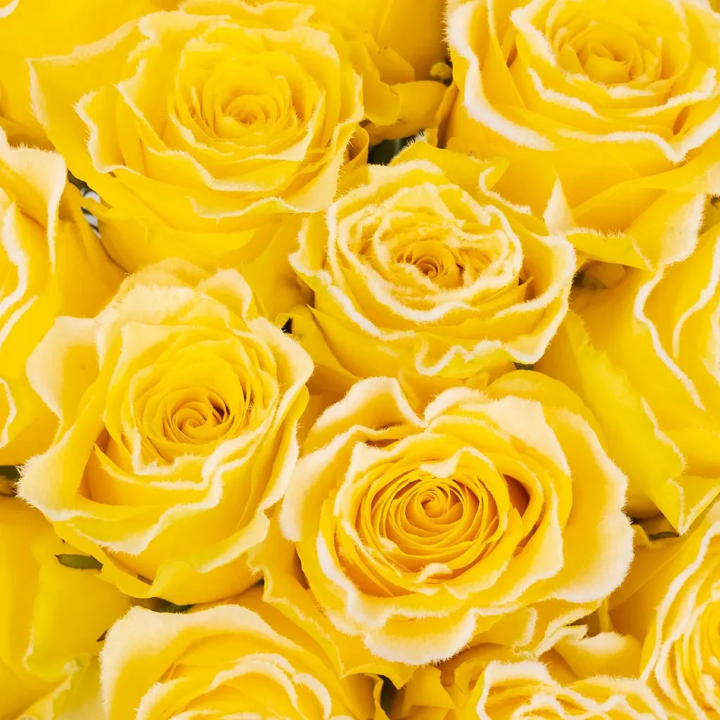 Rise and Shine Yellow Fuzzy Roses