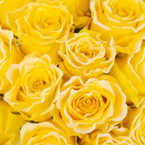 Rise and Shine Yellow Fuzzy Roses