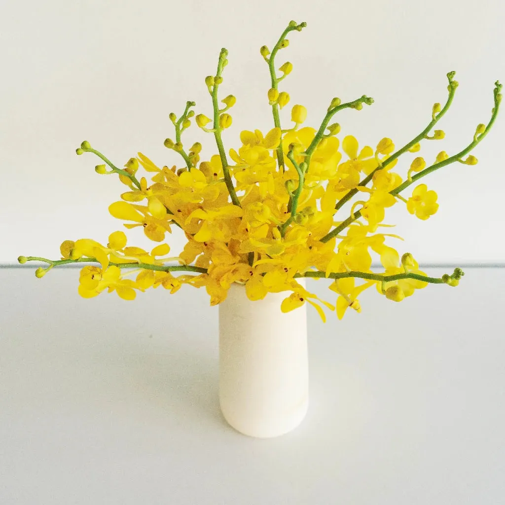 Sunshine Bright Yellow Mokara Orchid