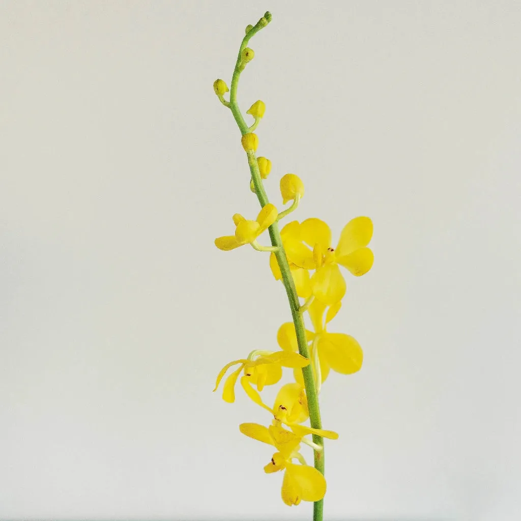 Sunshine Bright Yellow Mokara Orchid